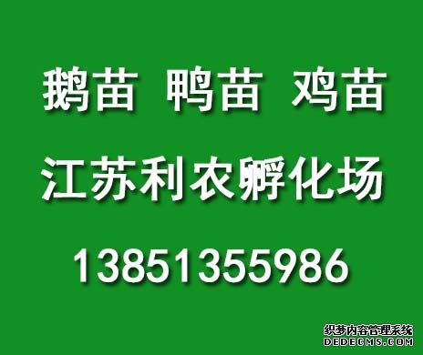 浅谈郎德鹅苗养殖利润效益