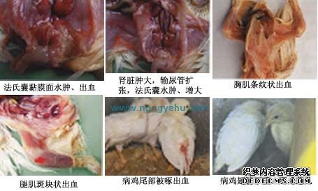 鸡传染性法氏囊病