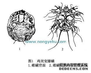 鸡突变膝螨病