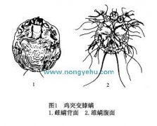 鸡突变膝螨病