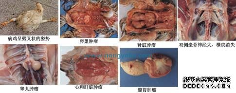 鸡马立克氏病