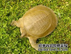 稚龟的科学饲养是养龟成败的关键环节