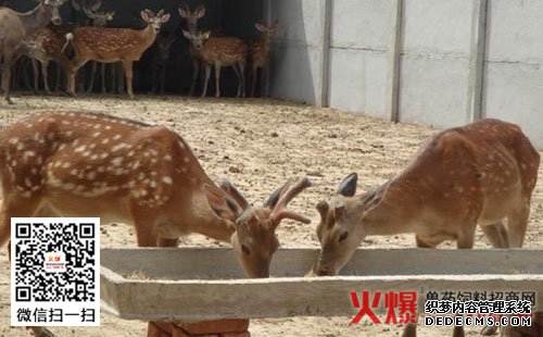 鹿的粗饲料的介绍：枝叶饲料