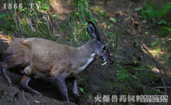 林麝价格