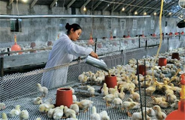 肉鸡养殖技术之鸡要如何养殖