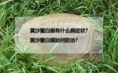 黄沙鳖白眼有什么病症状？黄沙鳖白眼如何防治？