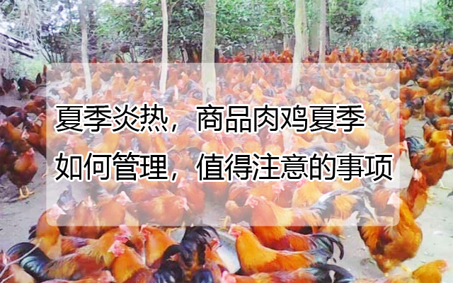 夏季炎热，商品肉鸡夏季如何管理，值得注意的事项