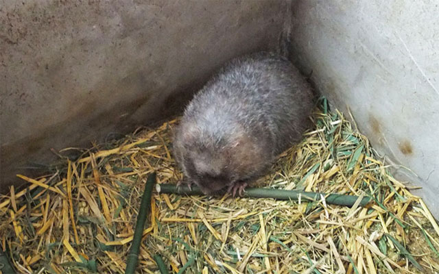 驯养野生竹鼠有什么技术